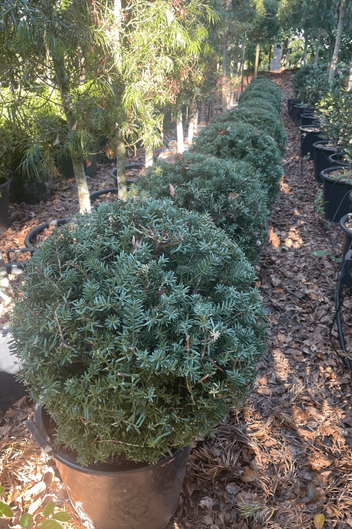 Podocarpus Matapouri Blue – Globe