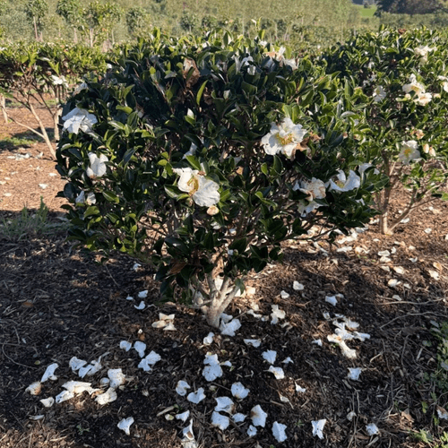 Camellia Setsugekka – Globe