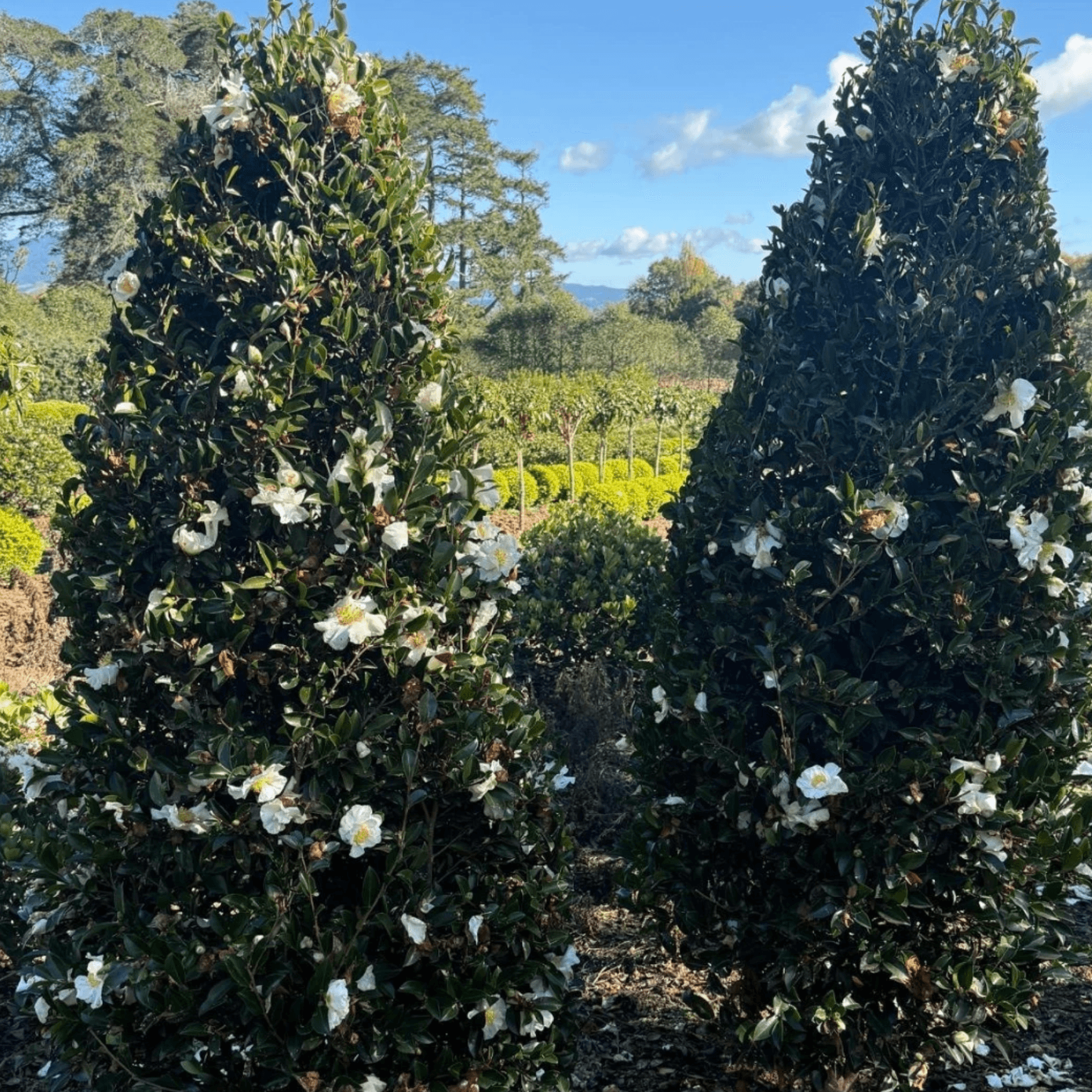Camellia Setsugekka – Cone