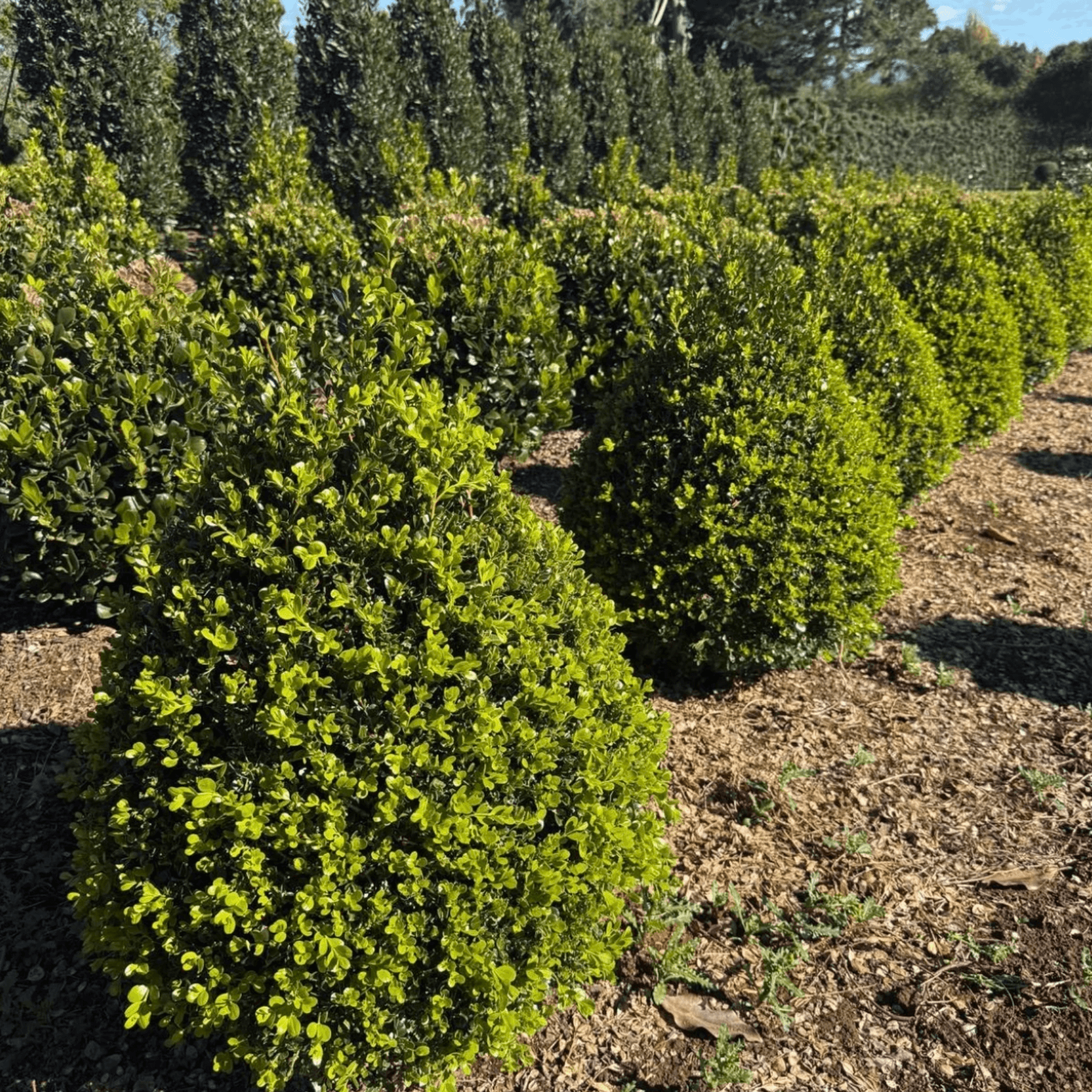 Buxus Green Gem – Cone