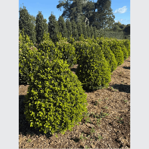 Buxus Green Gem – Cone