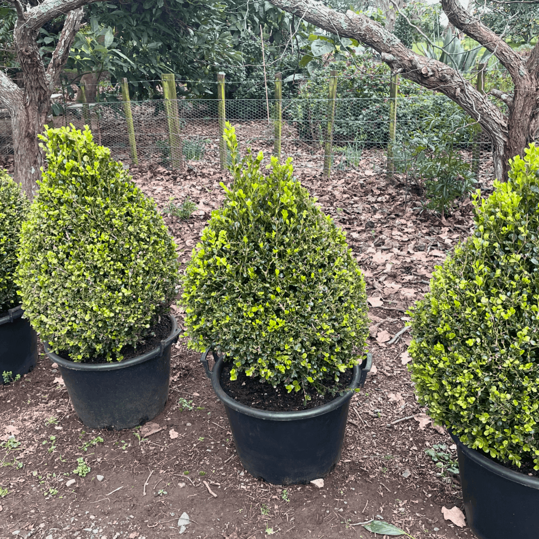 Buxus Green Gem – Cone