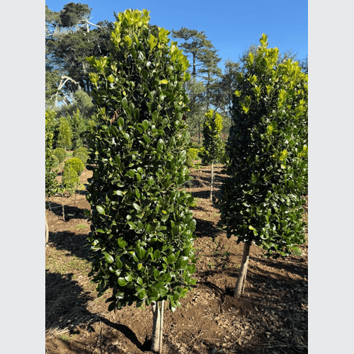 Ilex Largo, Short Stem – Cone