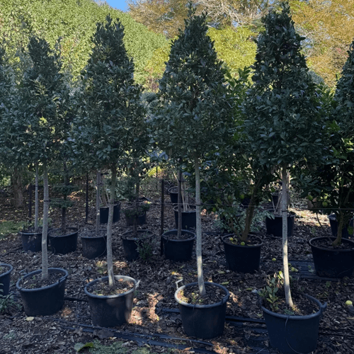 Laurus Nobilis - Cone