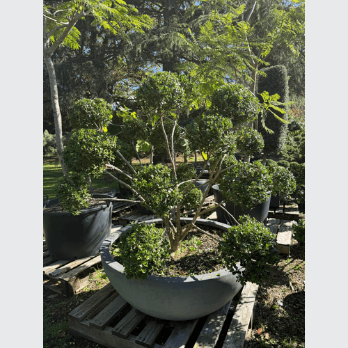 Buxus Microphylla – Cloud