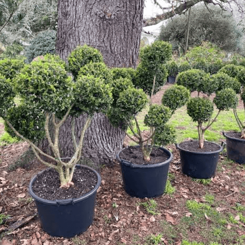 Buxus Microphylla – Clouds