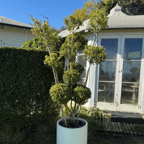 Buxus Microphylla – Multi-Stem