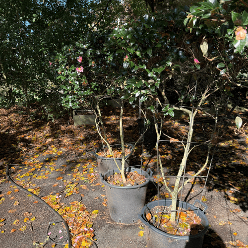 Camellia Tanya – Espaliered