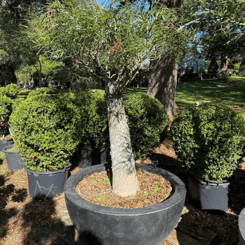 Queensland Bottle Tree – Bonsai Style