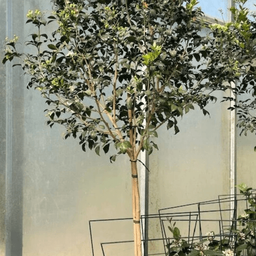 Murraya Paniculata