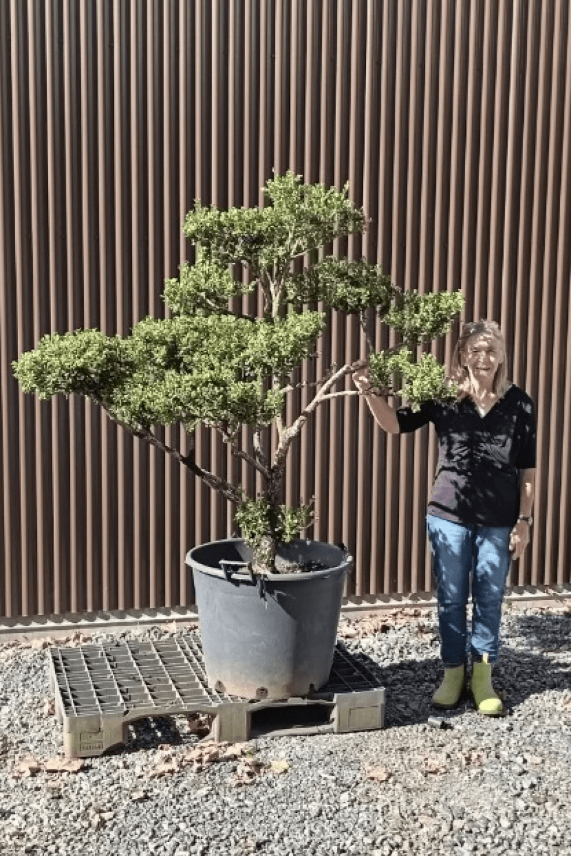 Cloud Tree