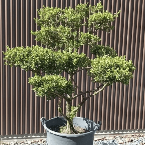 Cloud Tree