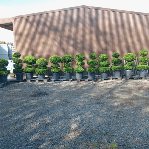 Multi Ball Topiaries