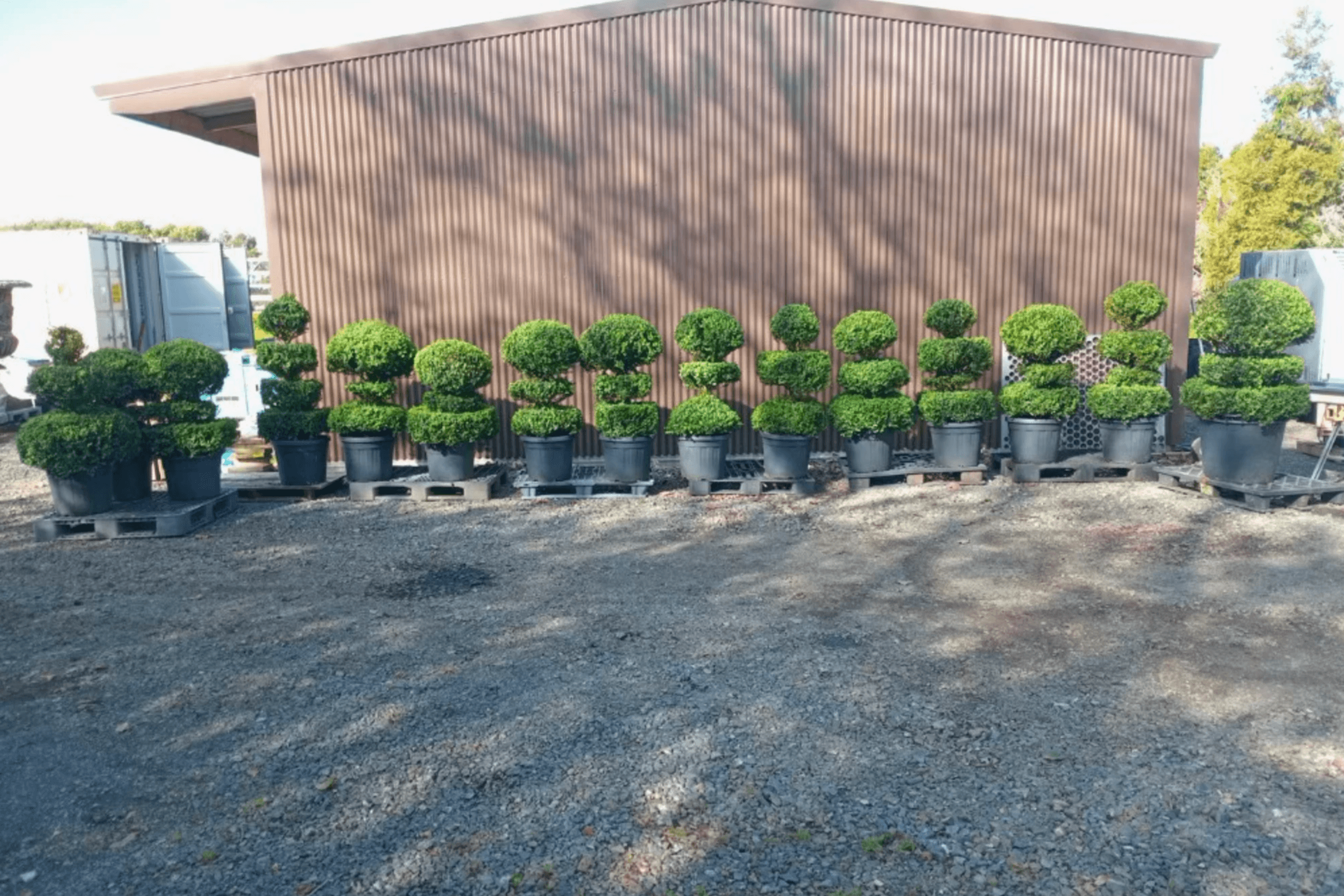 Multi Ball Topiaries