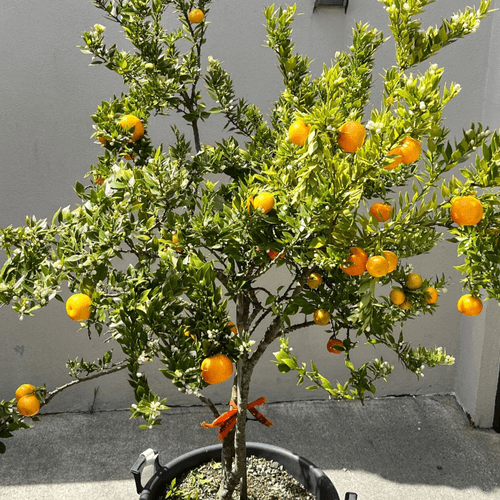 Citrus Chinotto