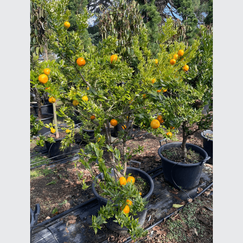 Citrus Chinotto