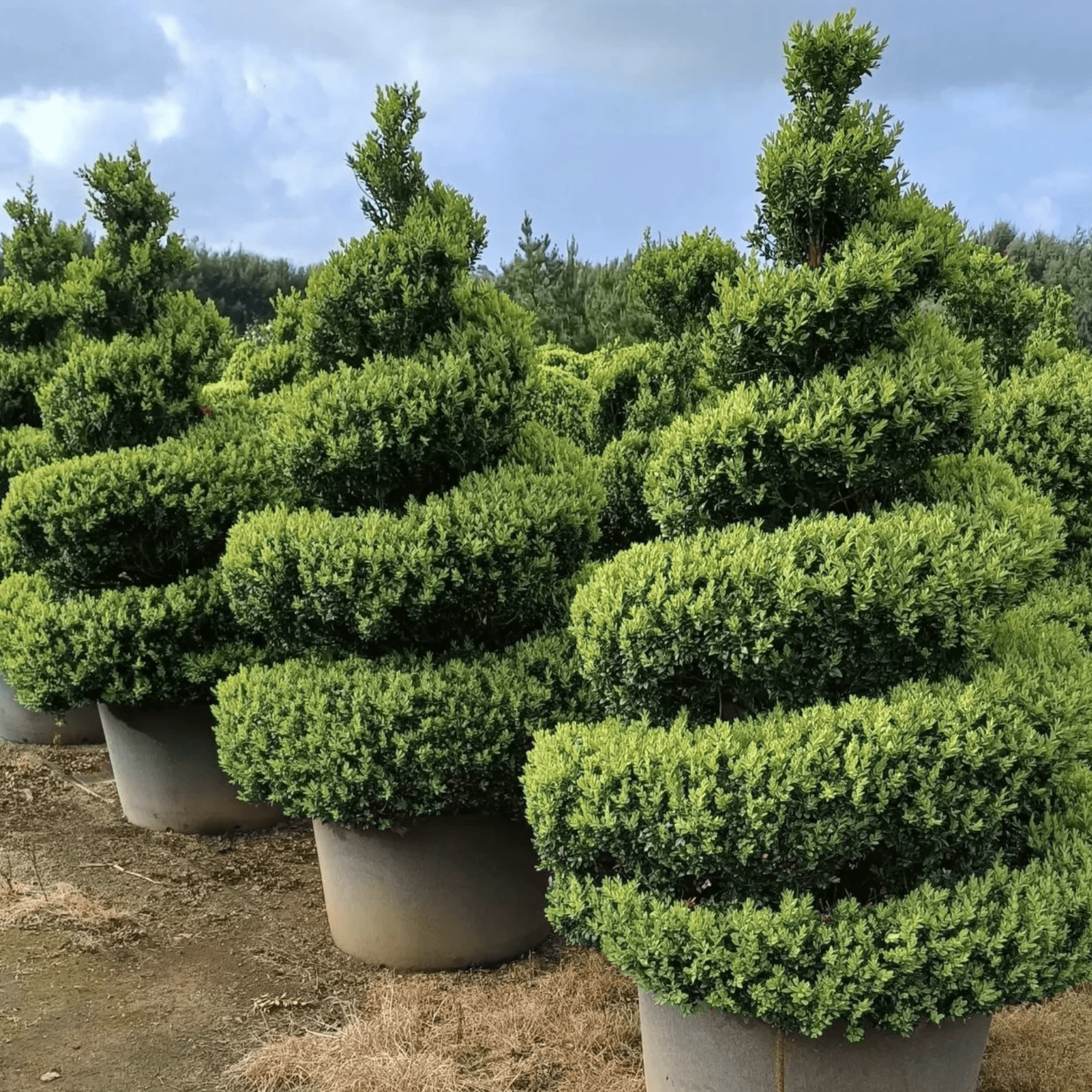 Twists & Spirals Topiary