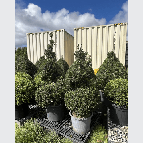 Twists & Spirals Topiary