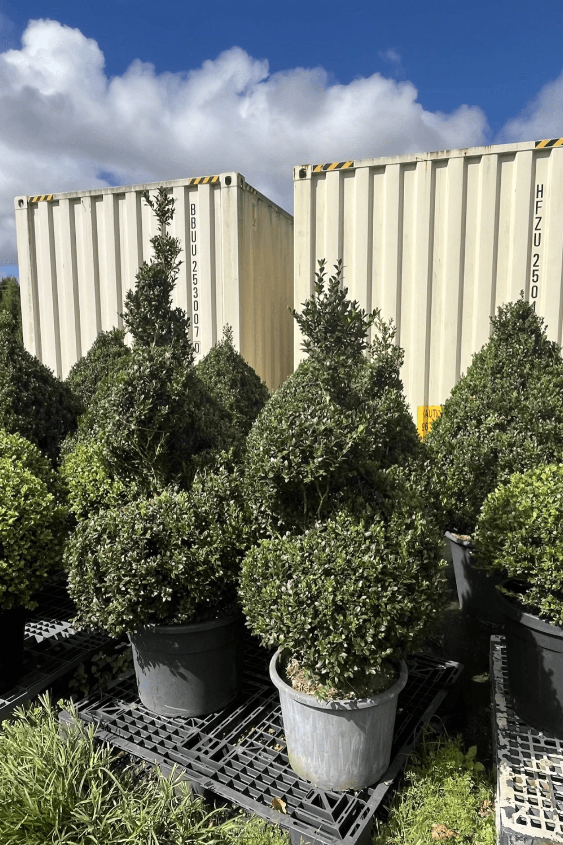 Twists & Spirals Topiary