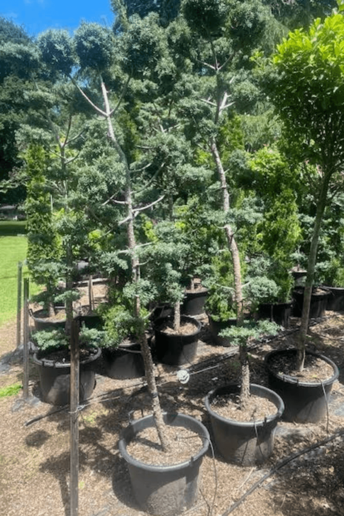 Podocarpus Matapouri Blue