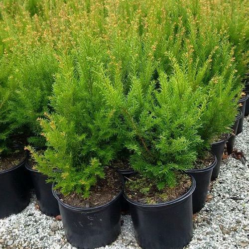 Taxus baccata | English Yew