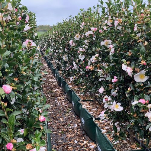 Camellia 'Paradise Venessa' instant hedge