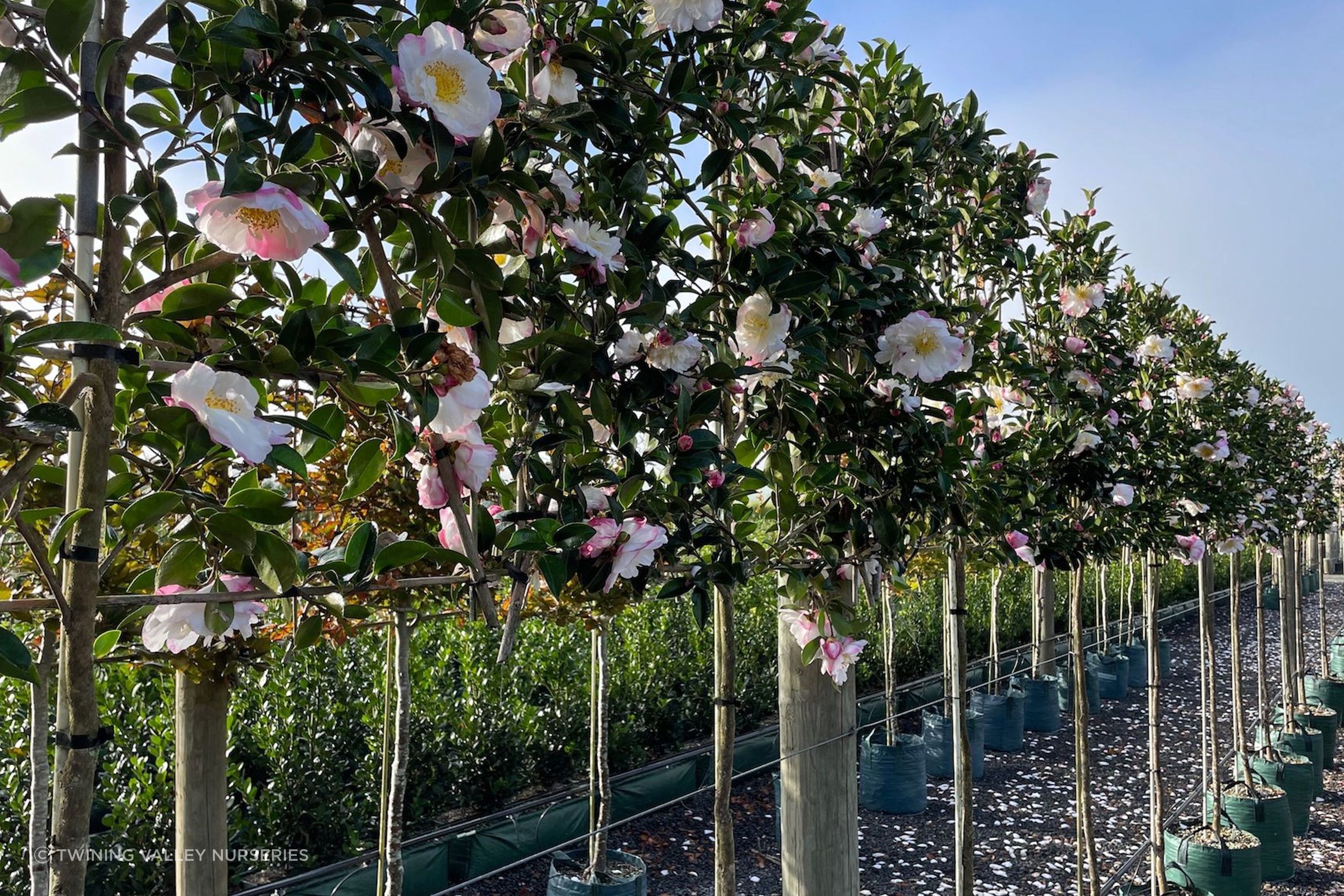 Pleached Screen – instant screening above a clear stem