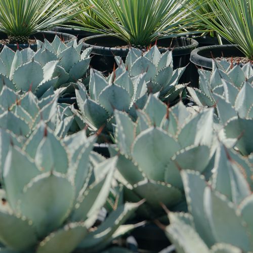 Agave Dragon Toe | Plants
