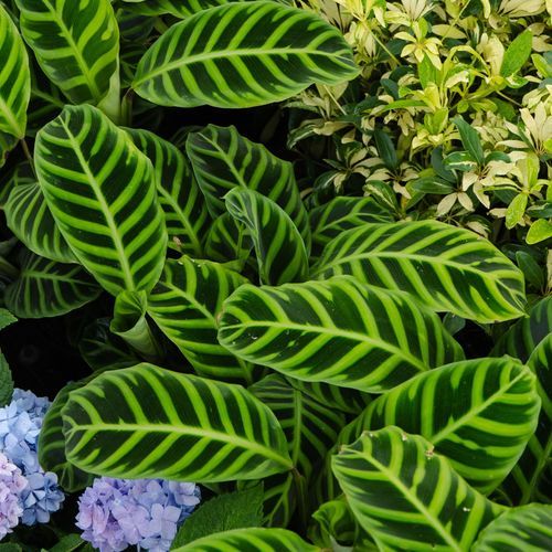 Calathea Zebrina | Plants