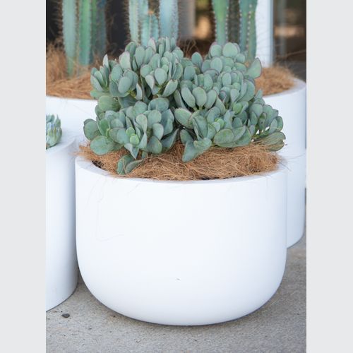 Crassula Bluebird | Plants