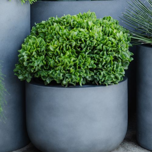 Crassula Max Cook | Plants