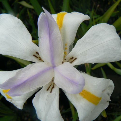 Dietes Grandiflora / Large Wild Iris