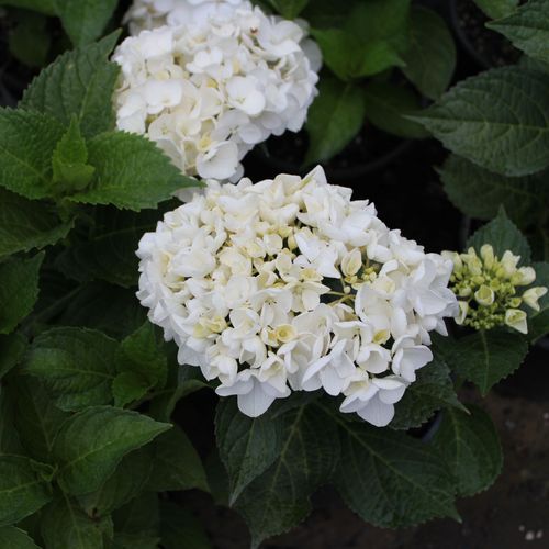 Hydrangea Macrophylla 'Bridal Bouquet' / Mop Head Hydrangea