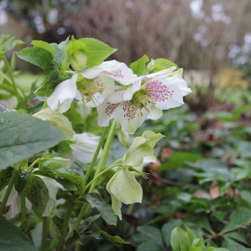 Helleborus Orientalis / Winter Rose