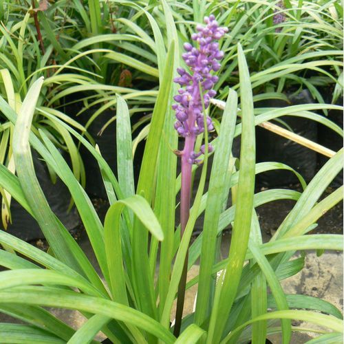 Liriope Muscari 'Royal Purple' / Lilyturf Plant