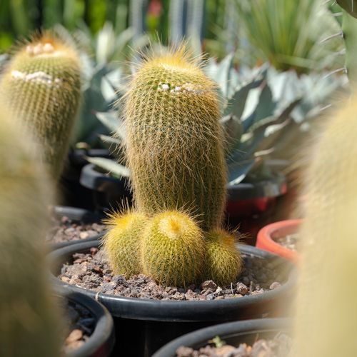 Notocactus Leninghausii | Plants