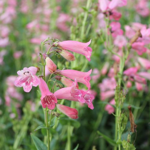 Penstemon 'Hidcote Pink' Plant