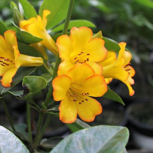Rhododendron Vireya 'Haloed Gold' / Tropical Vireya
