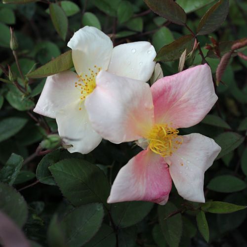Rosa X Odorata 'Mutabilis' / Tea Rose 'Mutabilis' Plant