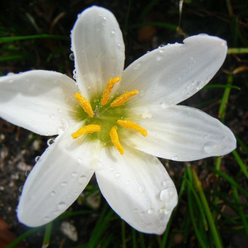 Zephyranthes Candida / Rain Lily