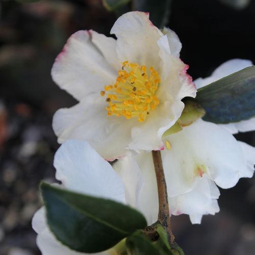 Camellia Sasanqua 'Setsugekka'
