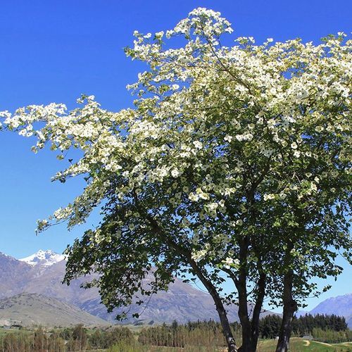 Cornus greenvale | Dogwood