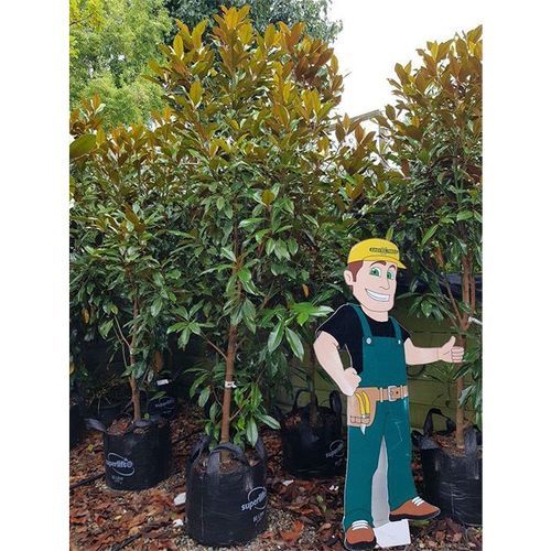 Magnolia grandiflora 'Kay Parris' | Evergreen Magnolia