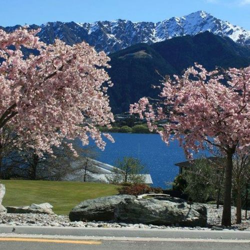 Prunus 'Accolade' | Pink Flowering Cherry