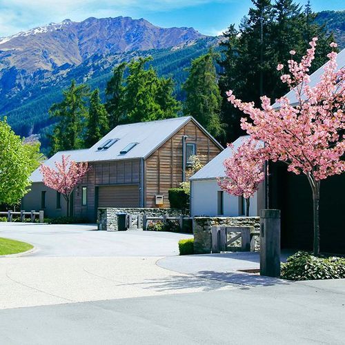 Prunus serrulata 'Kanzan' | Pink Flowering Cherry