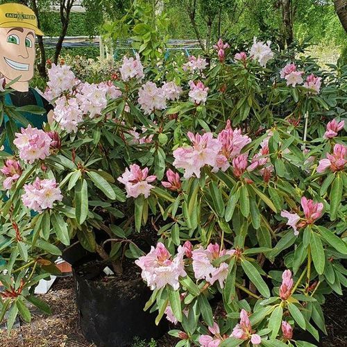 Rhododendron var.