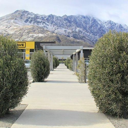 Olea varieties | Olive Tree