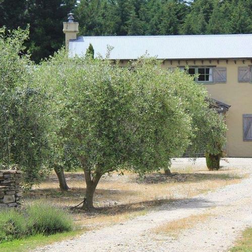 Olea varieties | Olive Tree