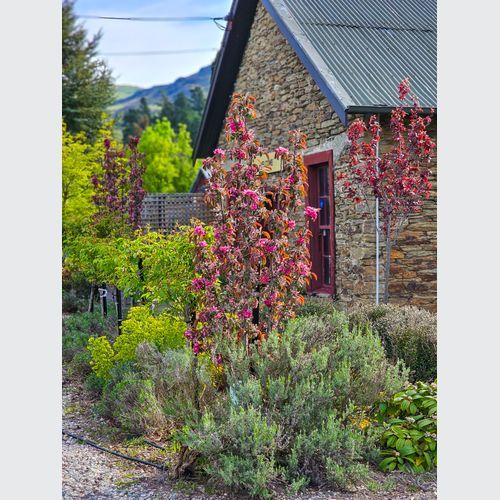 MALUS ‘Flamingo’ – Upright Deep Pink Crabapple