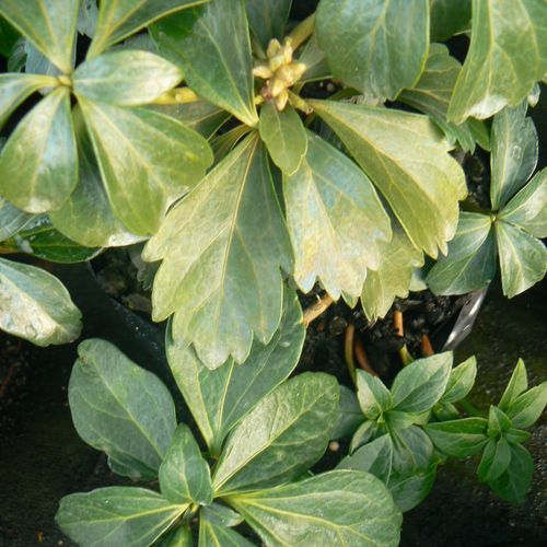 Pachysandra Terminalis / Japanese Spurge Plant
